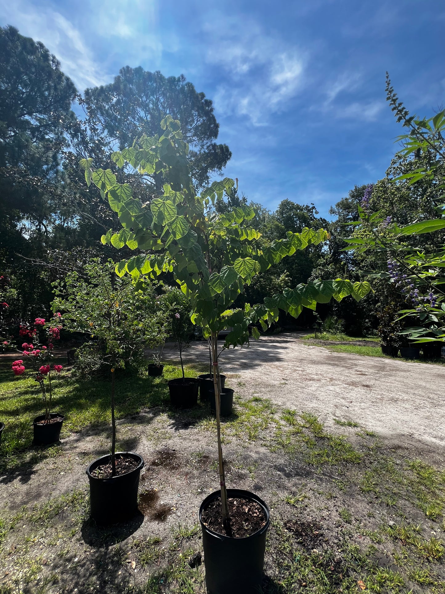 Eastern Redbud Florida Native