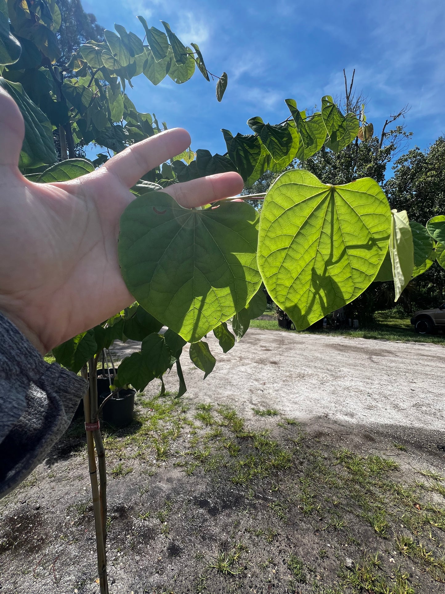 Eastern Redbud Florida Native 15 & 30 Gallon