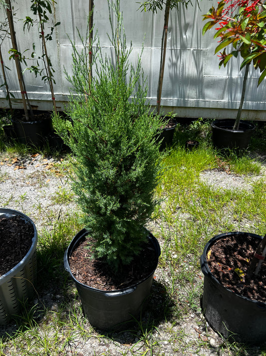 Southern Red Cedar (Juniperus Virginiana) 15 Gallon