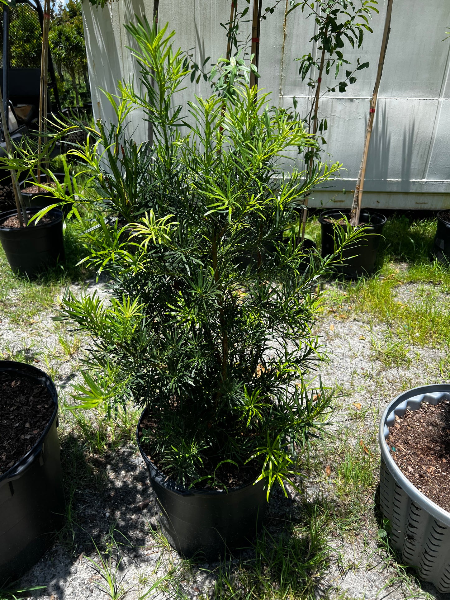 Podocarpus Shrub 15 Gallon