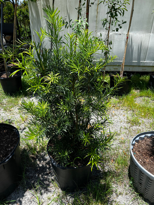 Podocarpus Shrub 15 Gallon