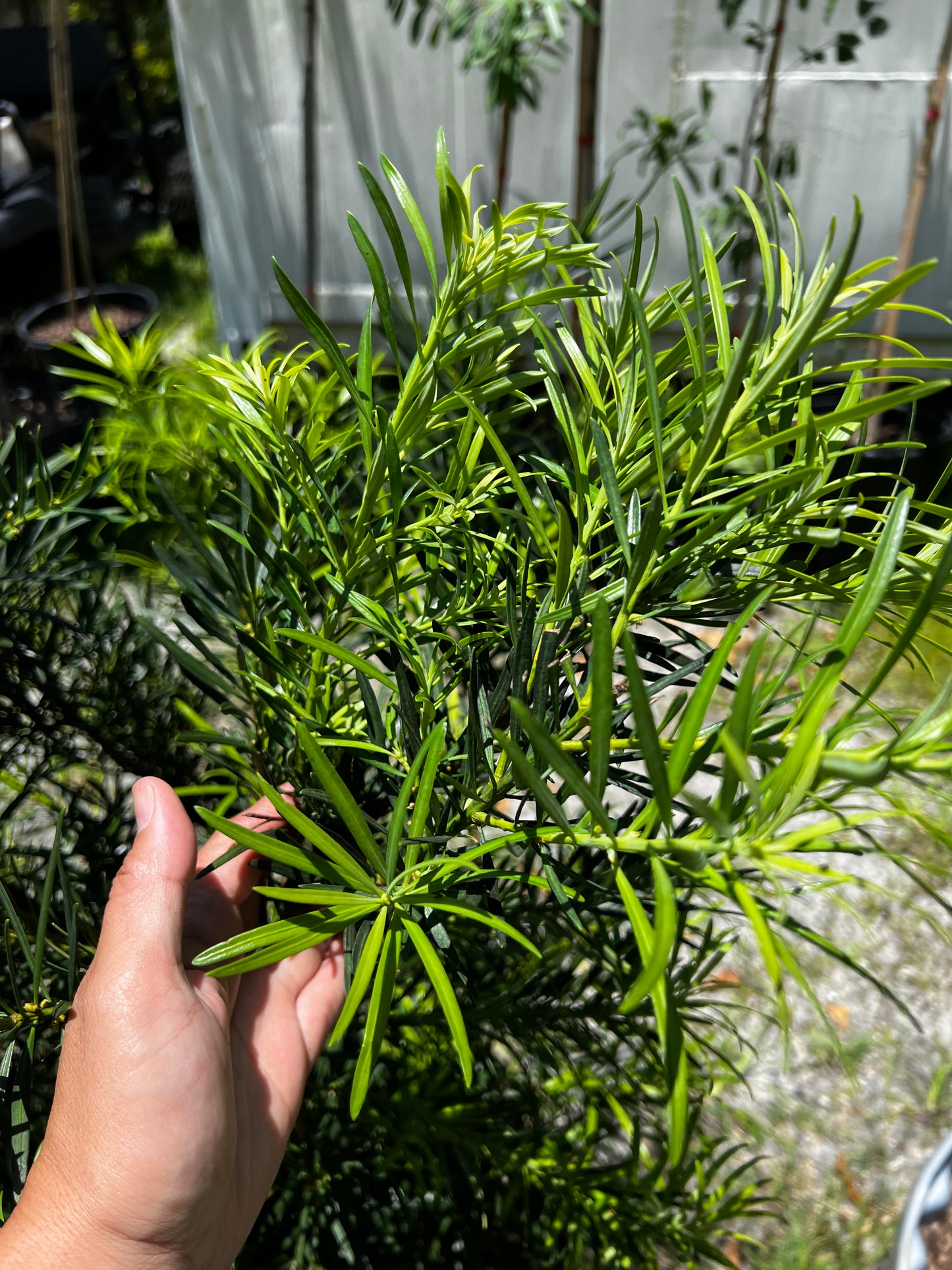 Podocarpus Shrub 15 Gallon