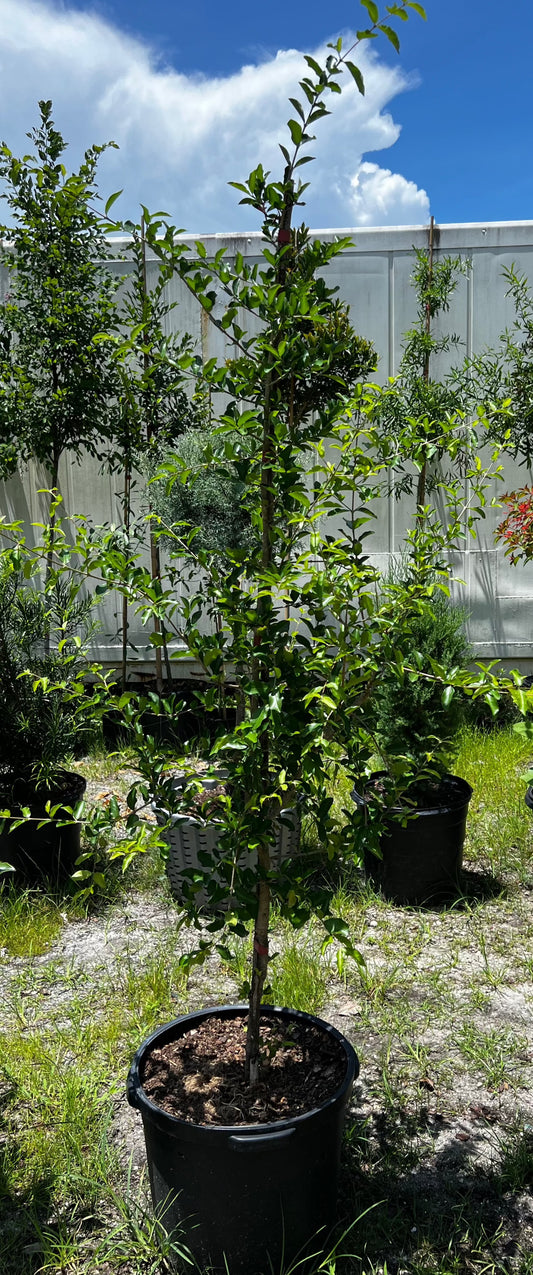 Barbados Cherry 15 Gallon