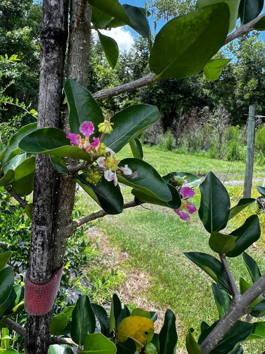 Barbados Cherry (Malpighia Emarginata) - 1 Gallon