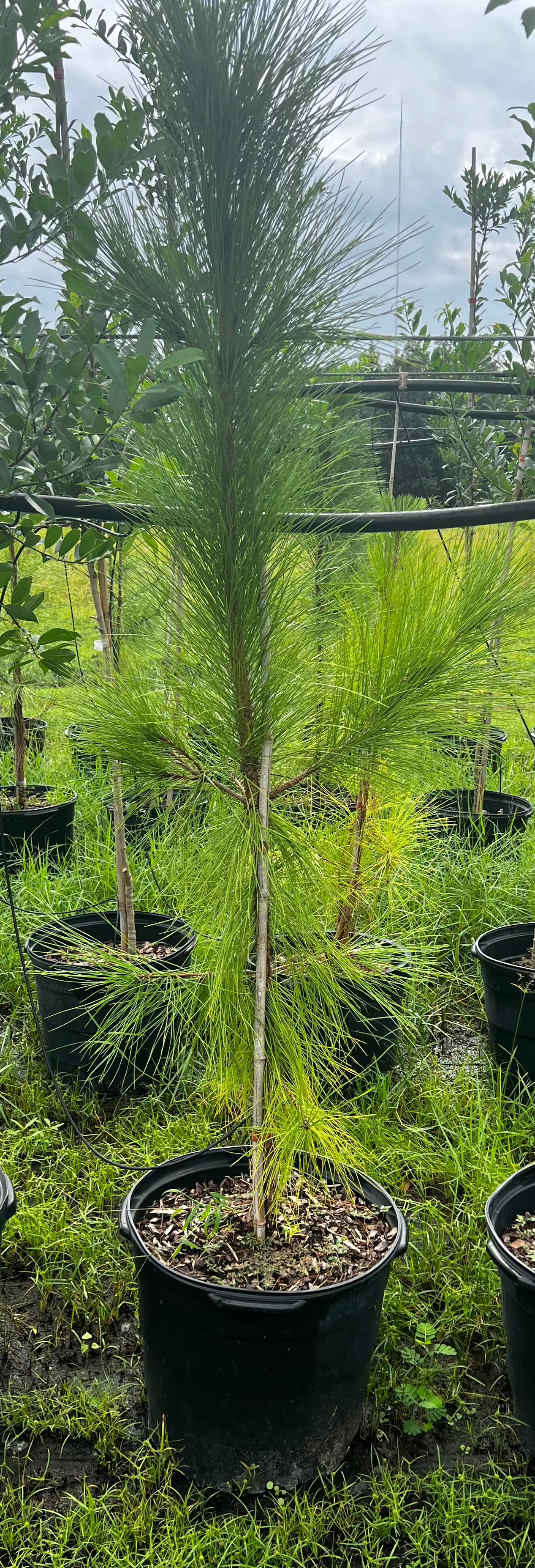 Florida Native Slash Pine (Pinus Elliottii) Limited Quantity 15 Gallon