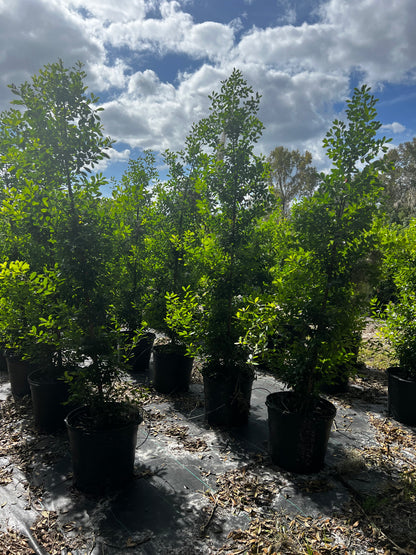 Dahoon Holly (Ilex Cassine) Florida Native 3 Gallon