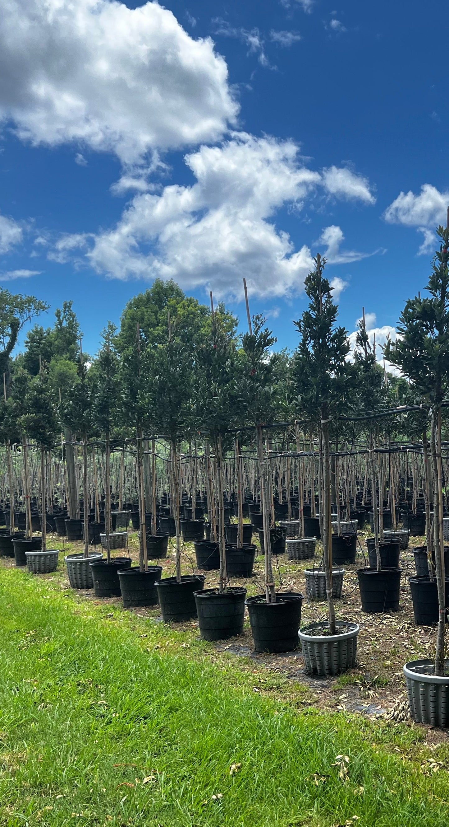 Japanese Blueberry Tree