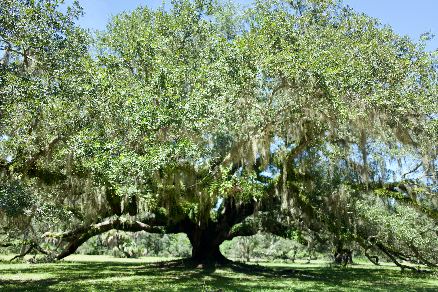 Live Oak (Quercus Virginiana) 3 Gallon