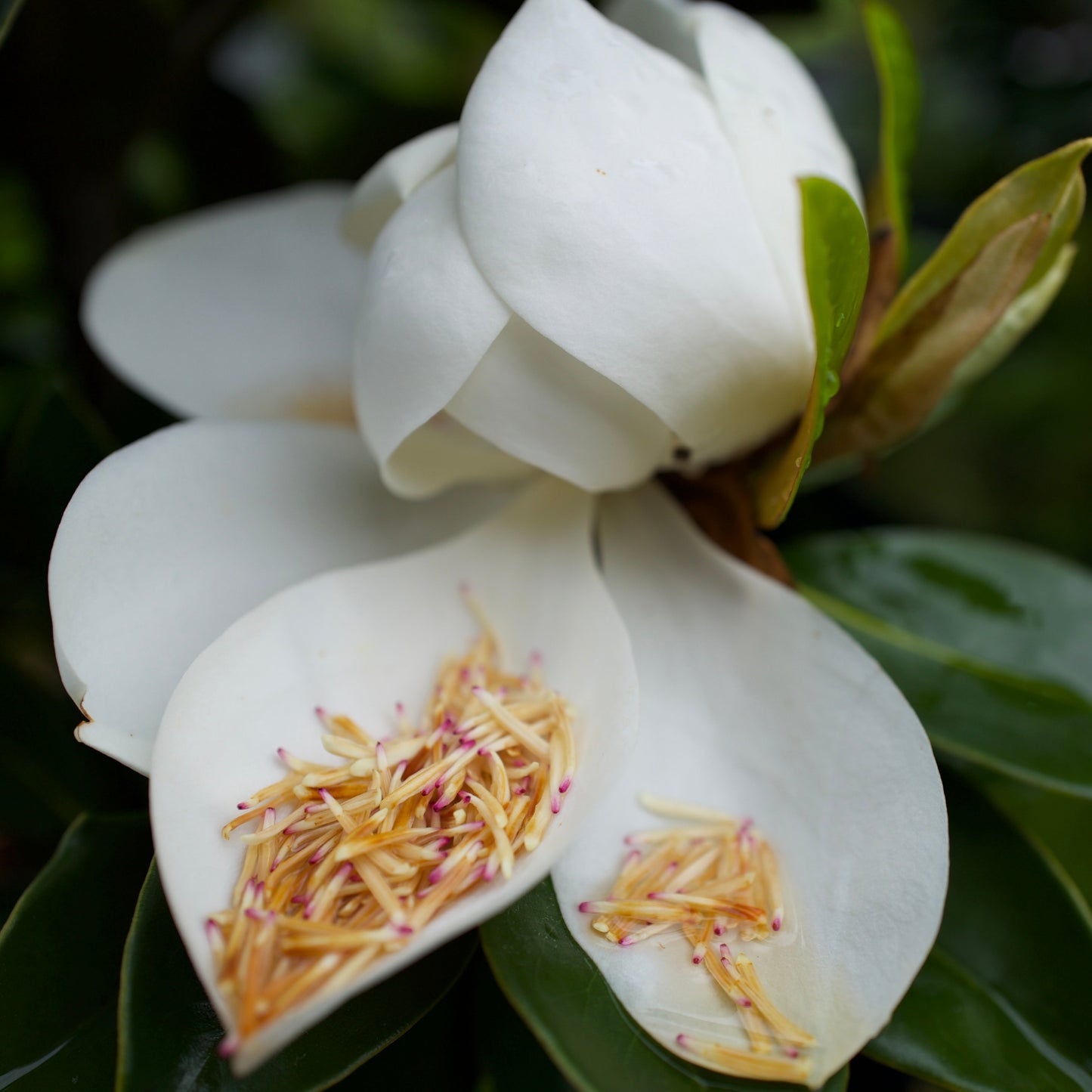 Bracken's Brown Beauty Magnolia Florida Native 15, 30, 45 Gallon