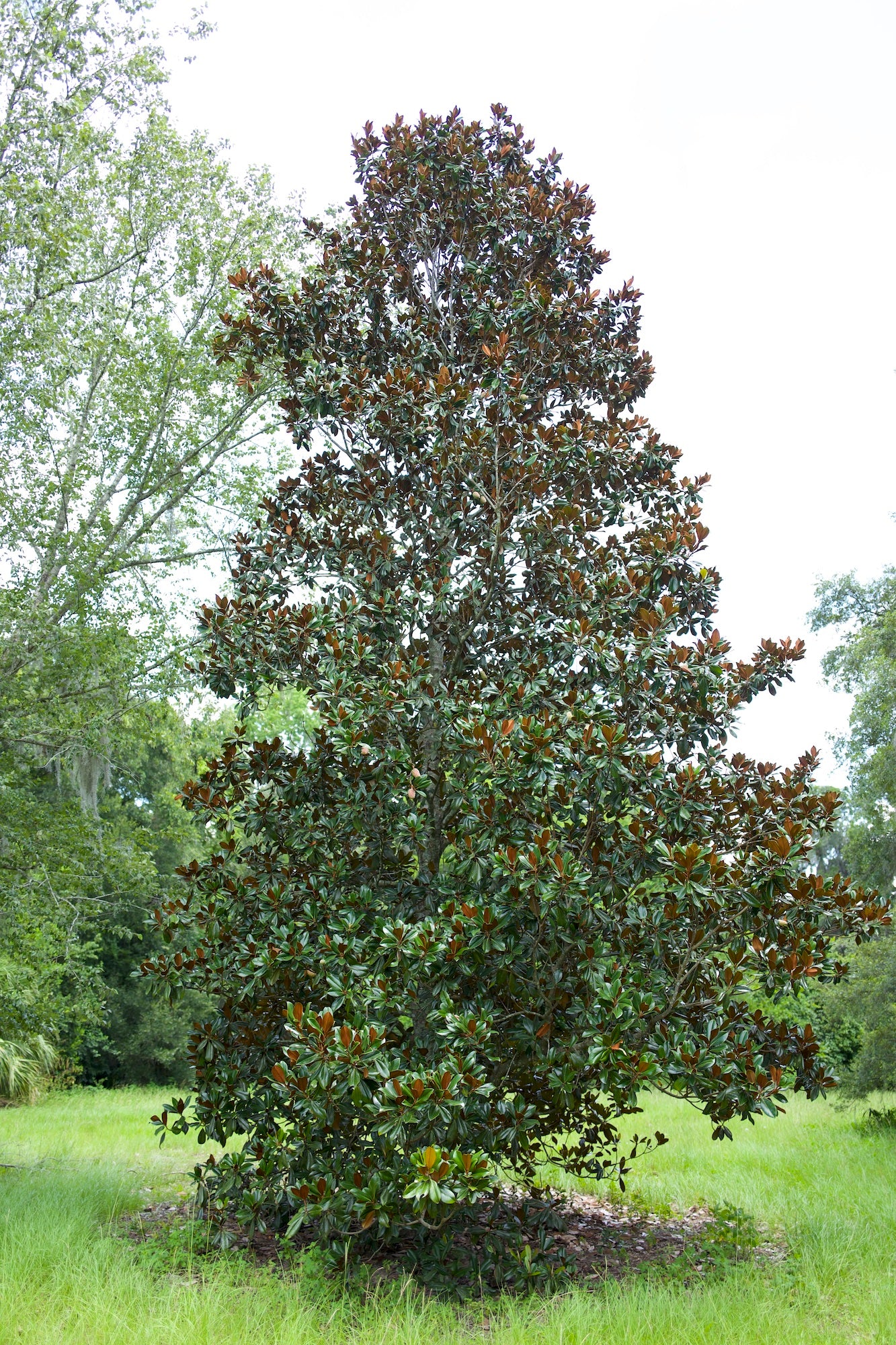 Bracken's Brown Beauty Magnolia Florida Native 15, 30, 45 Gallon