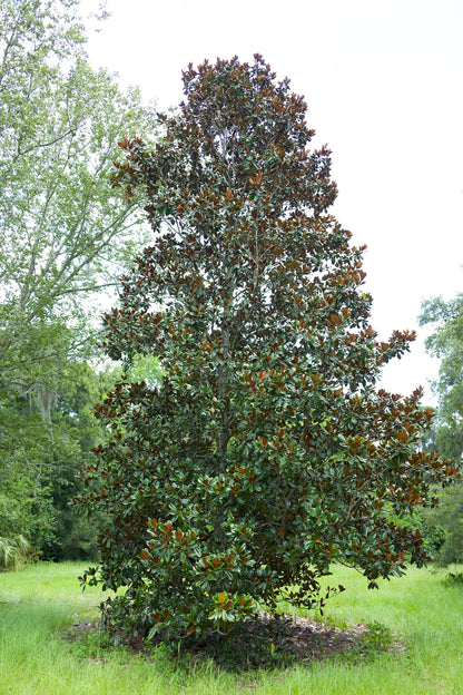 Bracken's Brown Beauty Magnolia Florida Native