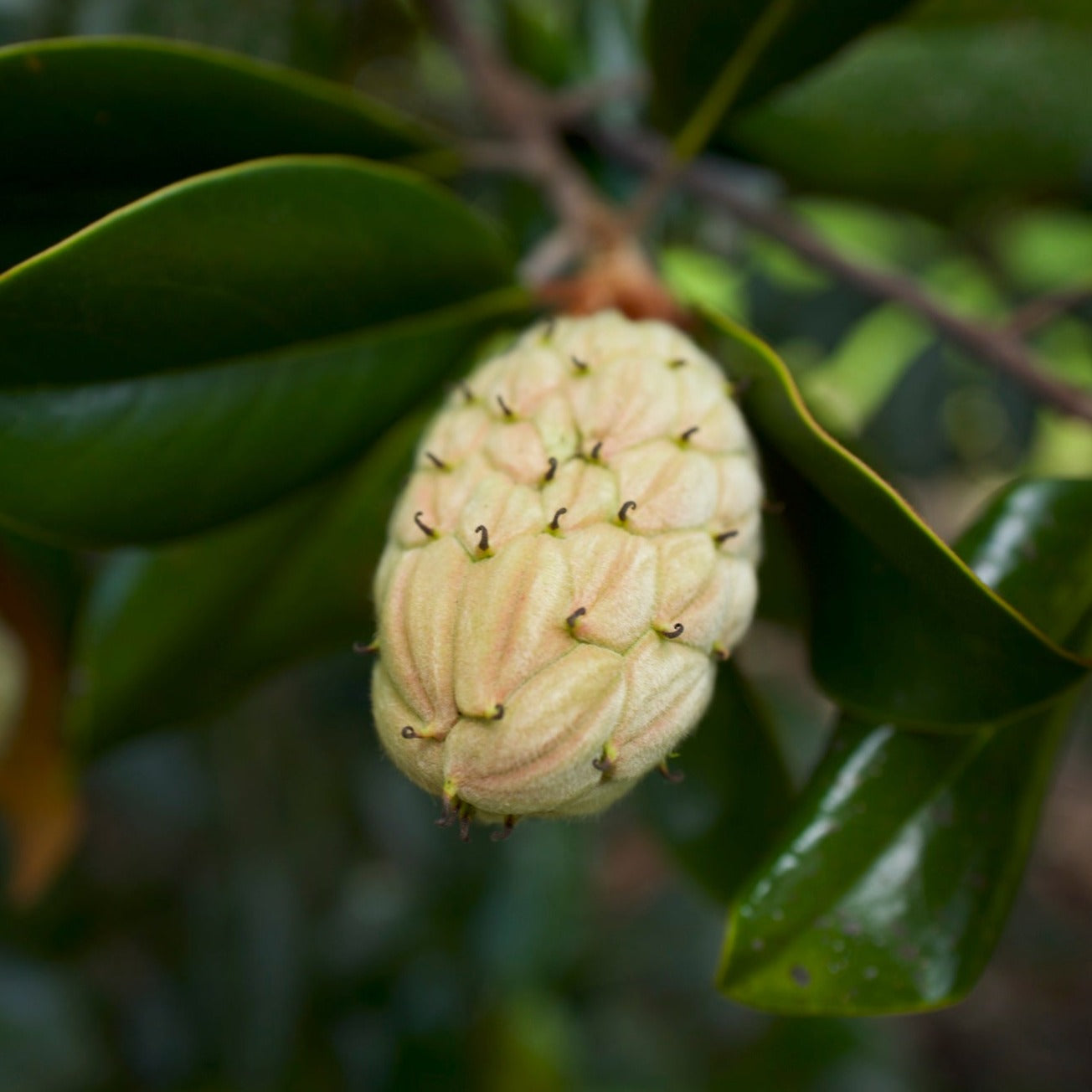 Bracken's Brown Beauty Magnolia Florida Native