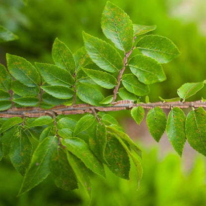 Winged Elm