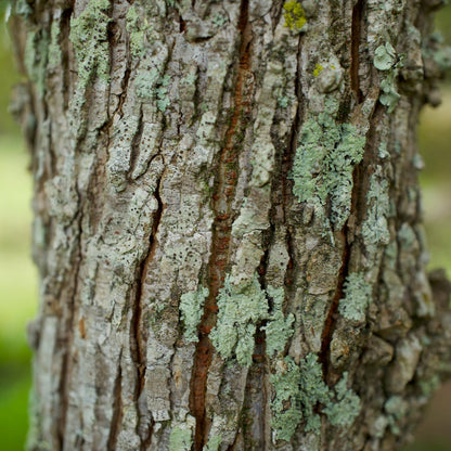 Winged Elm