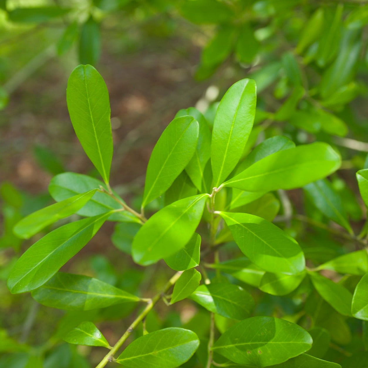 Dahoon Holly Florida Native 15 Gallon