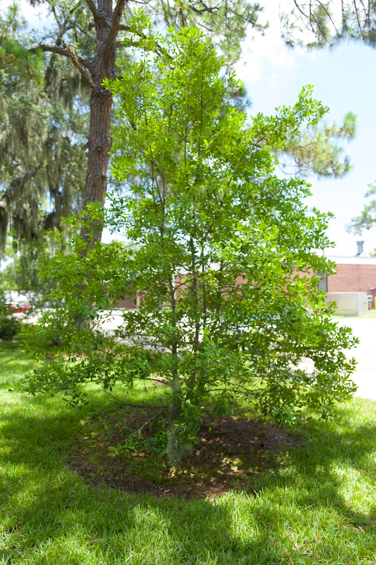 Dahoon Holly Florida Native 15 Gallon