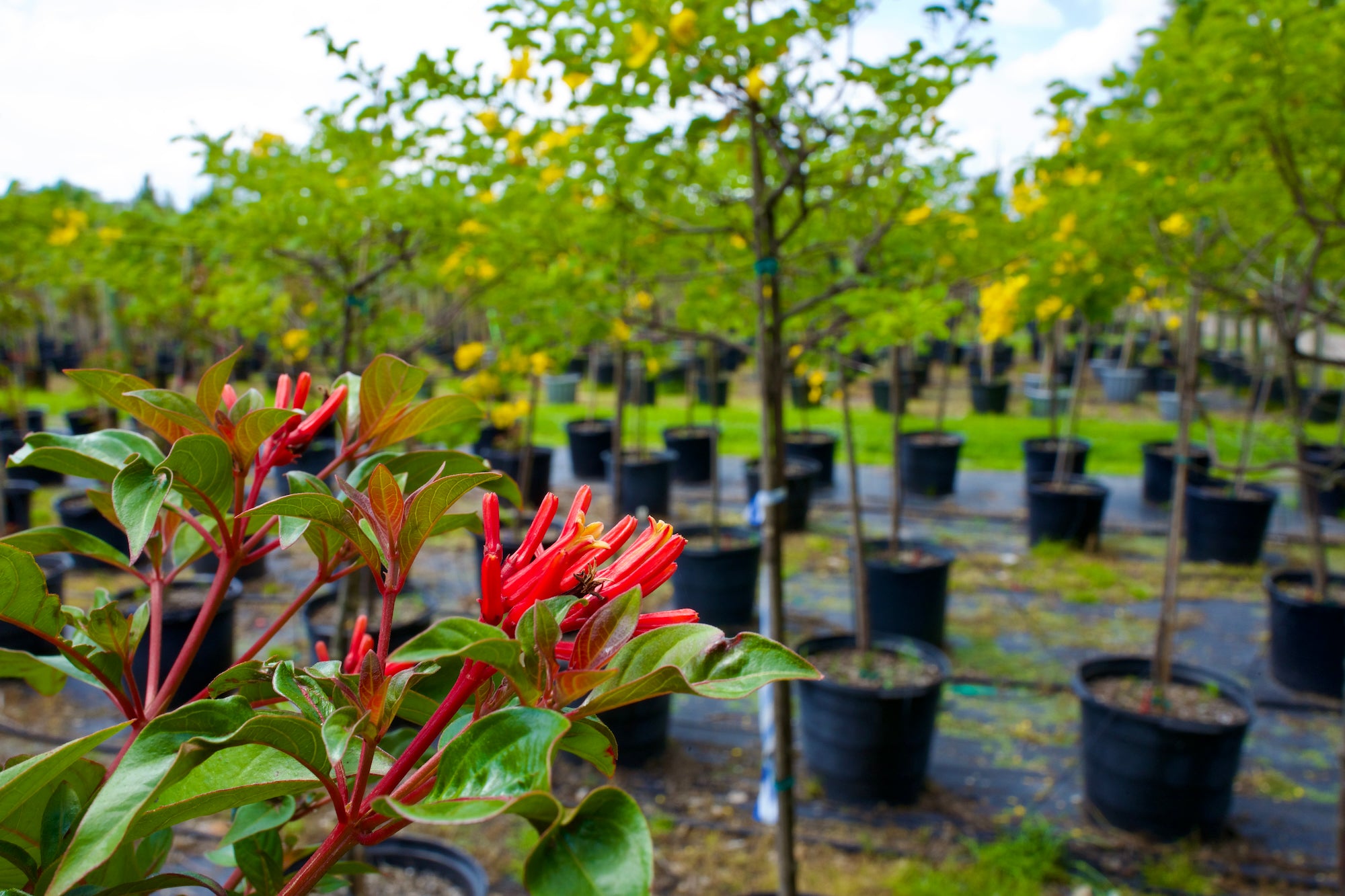 Florid Native Firebush topiary