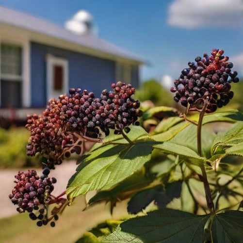 American Beautyberry Florida Native