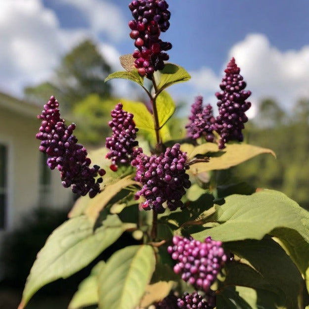 American Beautyberry Florida Native