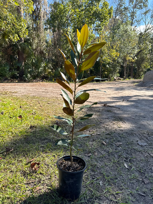 Little Gem Magnolia (Magnolia Grandiflora) 1 Gallon