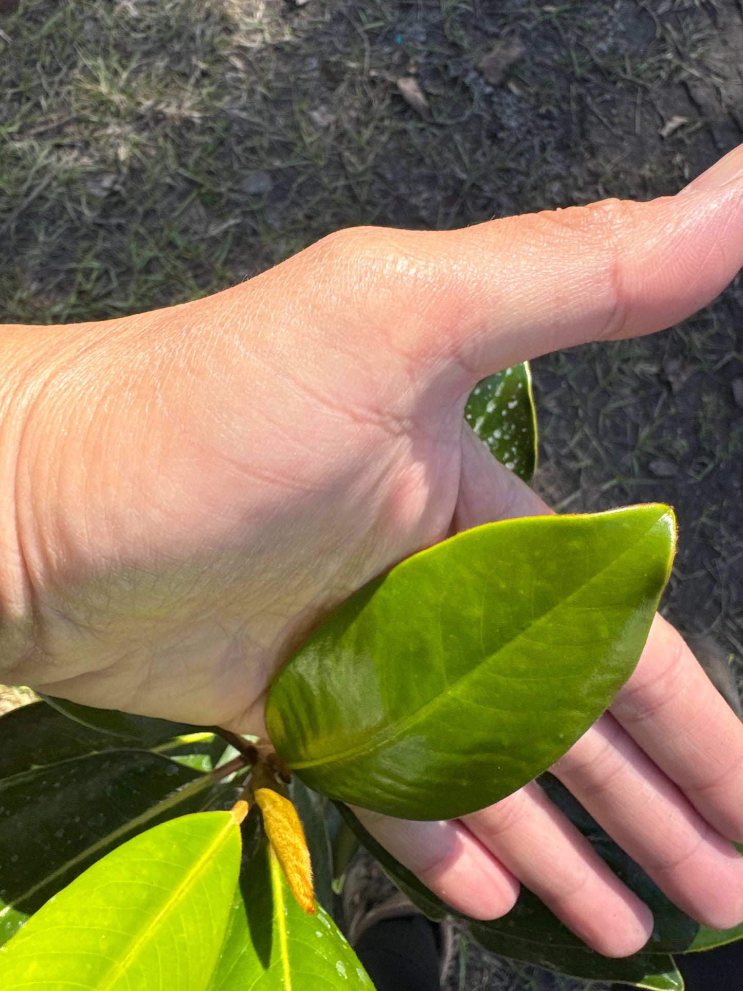 Little Gem Magnolia (Magnolia Grandiflora) Liner