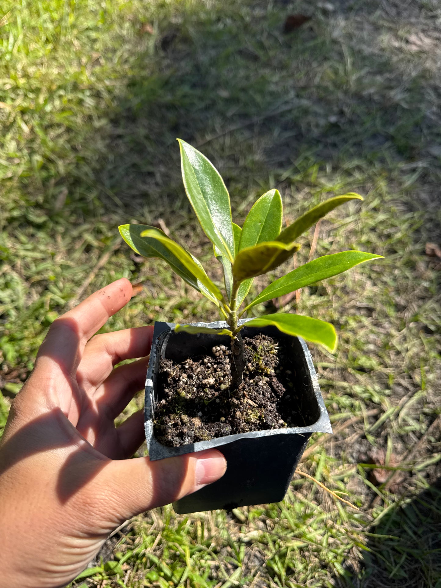 Little Gem Magnolia (Magnolia Grandiflora) Liner