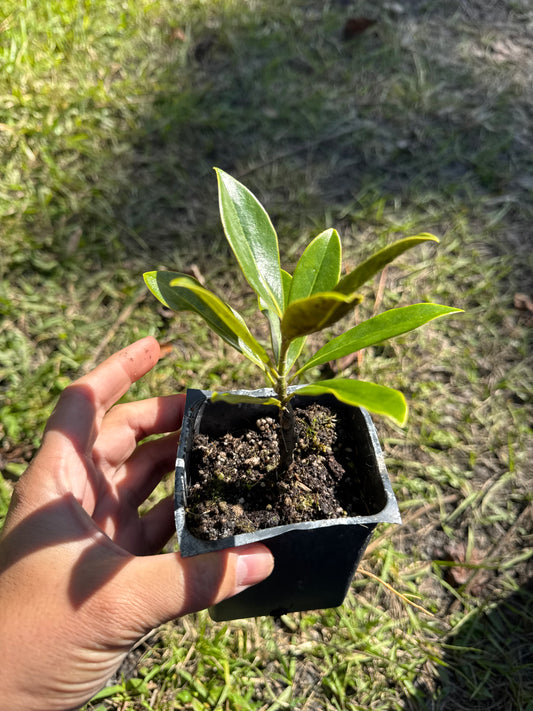 Little Gem Magnolia (Magnolia Grandiflora) Liner