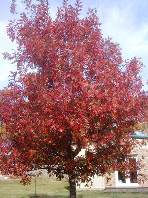 Nuttall Oak (Quercus Texana) Florida Native 30 Gallon