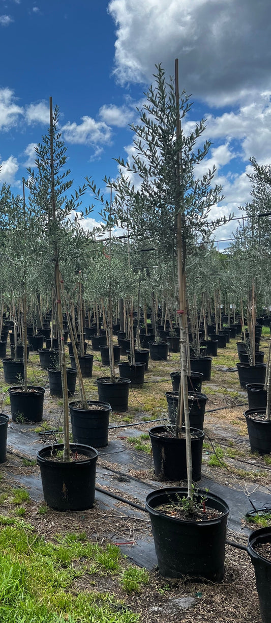 Arbequina Olive Tree (Olea europaea 'Arbequina') 1 & 3 Gallon