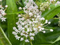 Native Milkweed White (Asclepias Perennis) – Liner