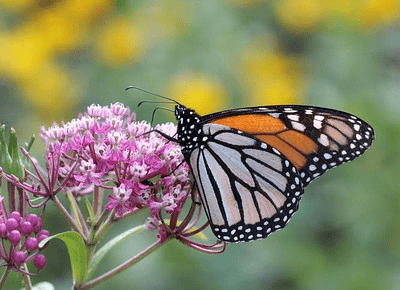 Swamp Pink Native Milkweed