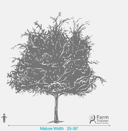 Winged Elm 15 Gallon