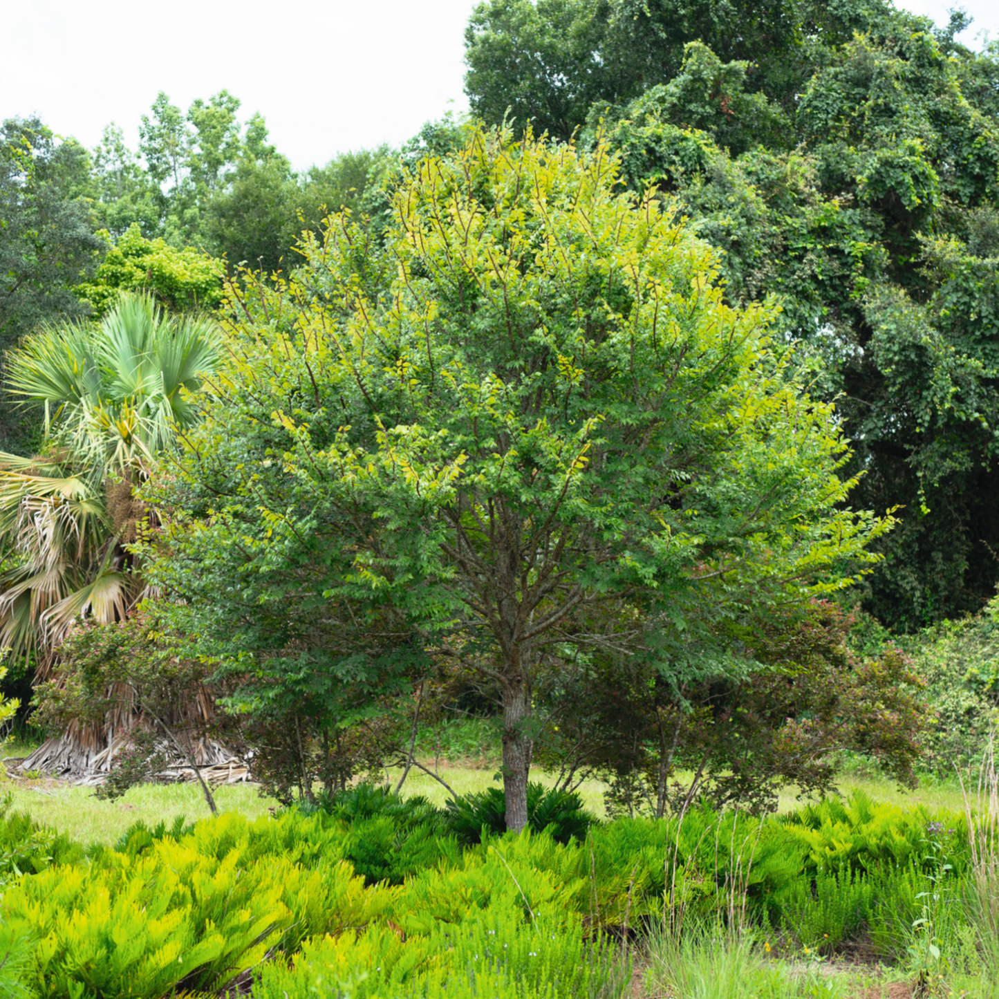 Winged Elm