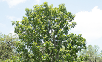 Shumard Oak (Quercus Shumardii) Florida Native 3 Gallon