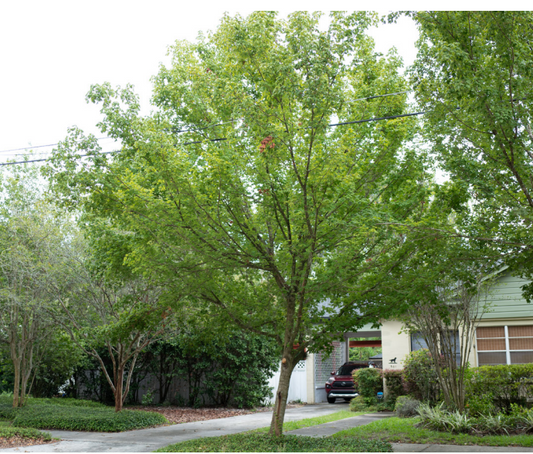 Florida Flame Maple