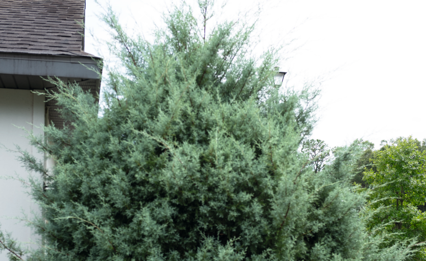 Bald Cypress Florida Native