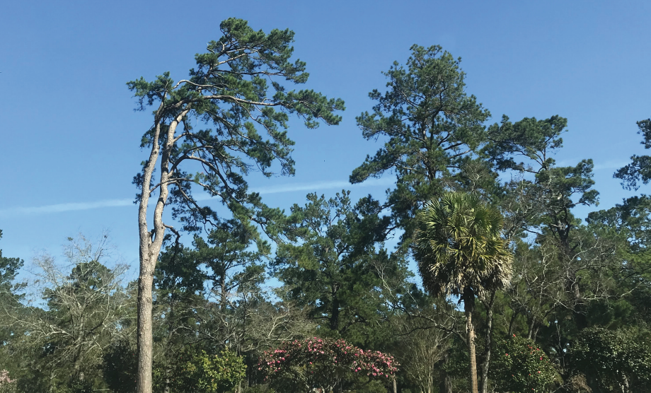 Pine Slash Florida Native