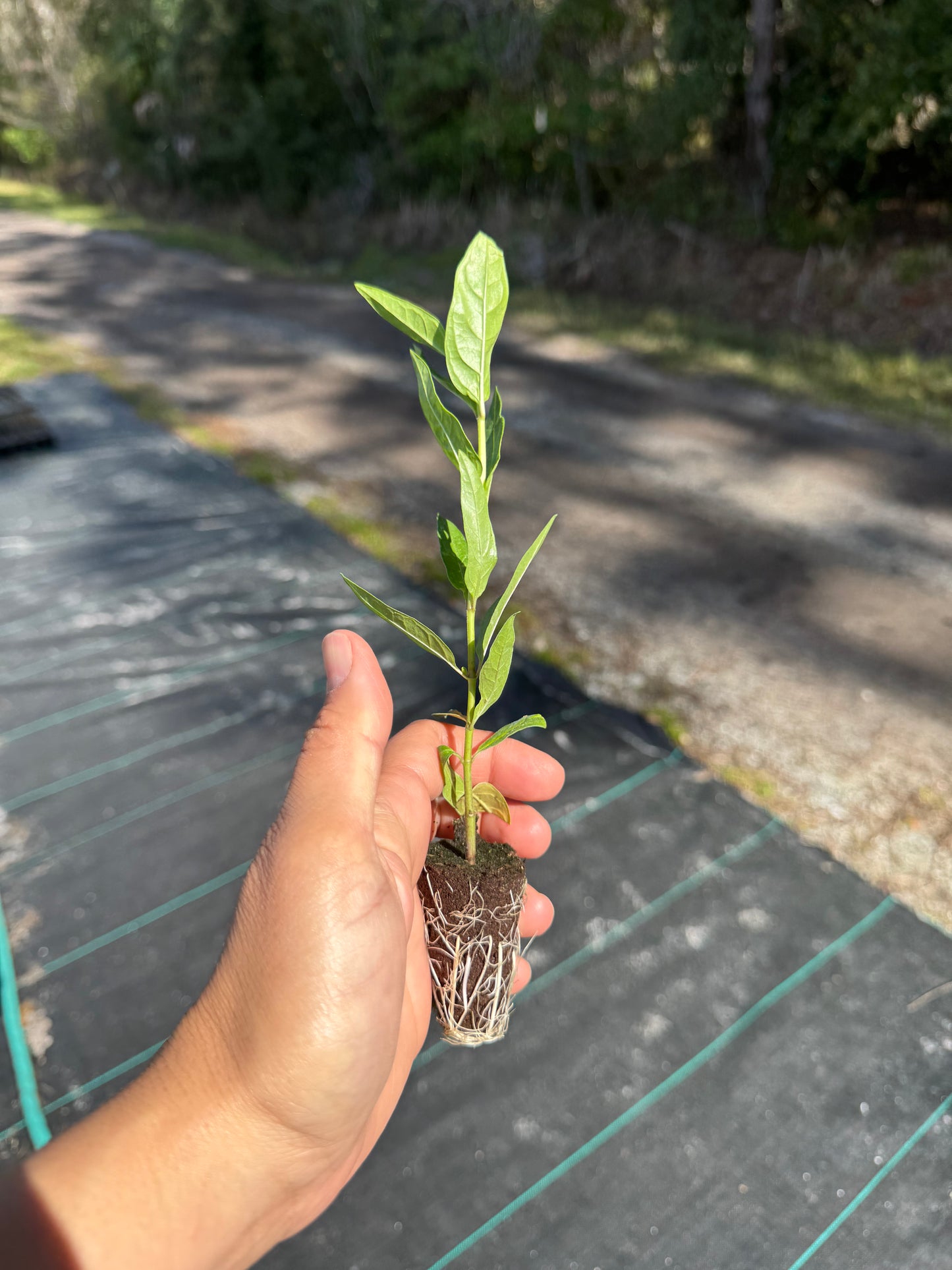 Swamp Pink Native Milkweed Flowing Well Tree Farm