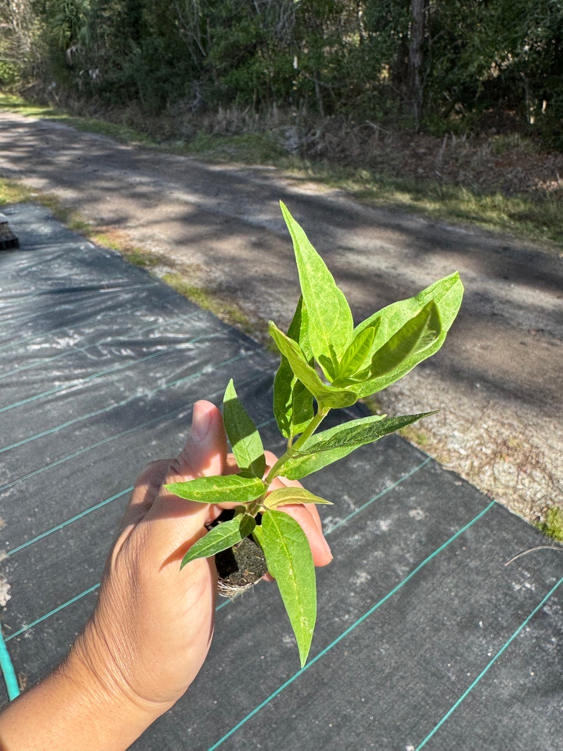 Swamp Pink Native Milkweed Flowing Well Tree Farm