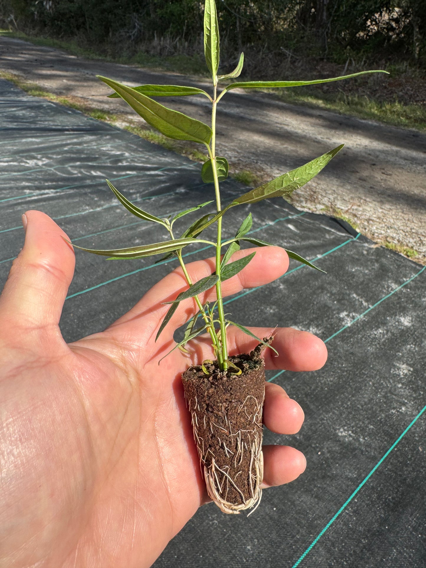 Swamp White Native Milkweed Flowing Well Tree Farm