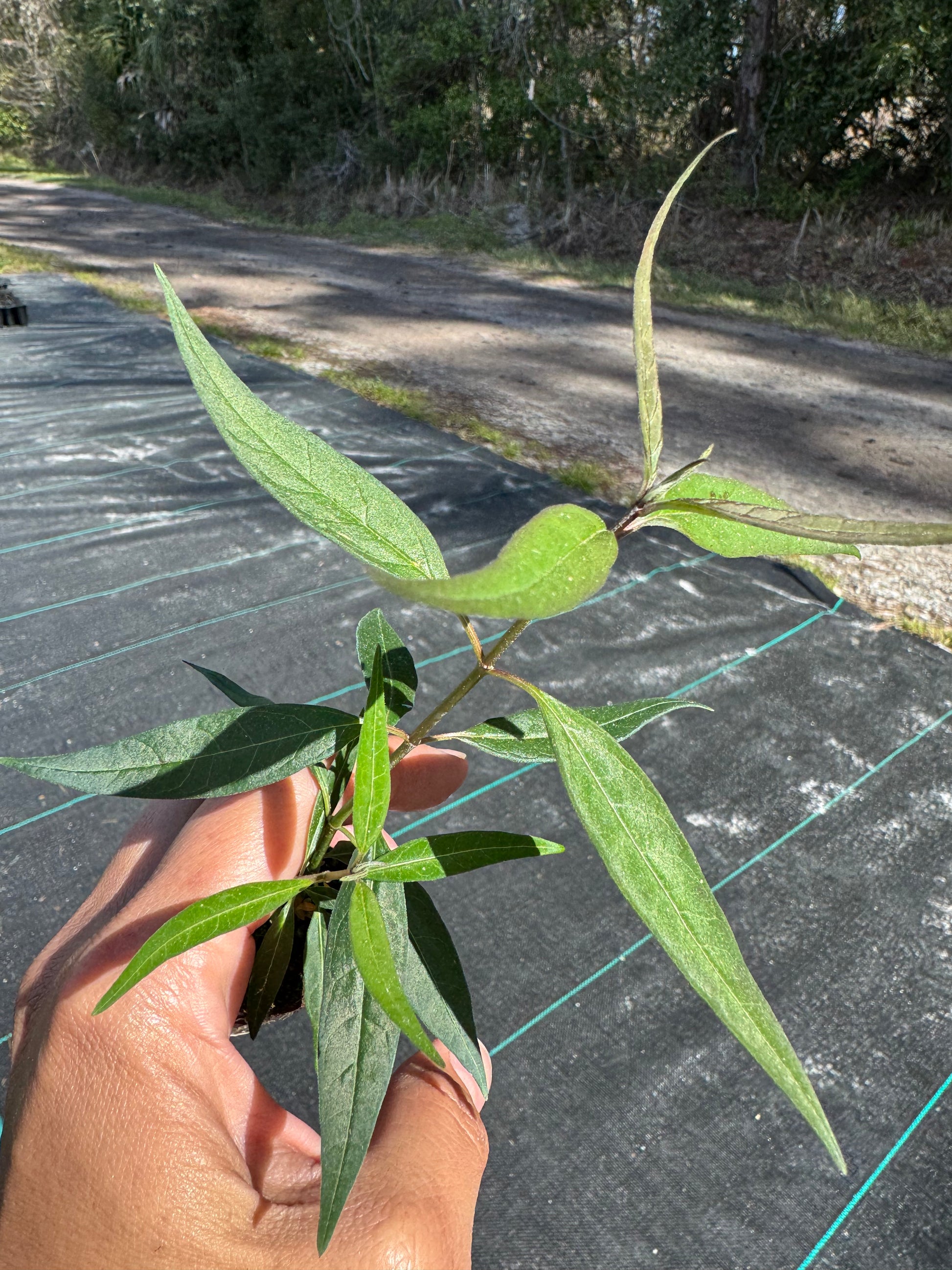 Swamp White Native Milkweed 