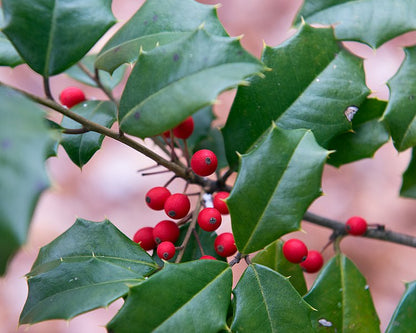 American Holly (Ilex Opaca) 15 Gallon