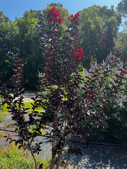 Multi Crape Myrtles 15 & 30 Gallon