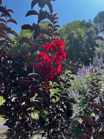 Multi Crape Myrtles 15 & 30 Gallon