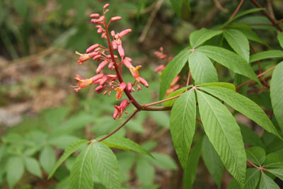 Florida Native Red Buckeye (Aesculus Pavia) – Sold Out Reserve Your 3-Gallon Plant Today