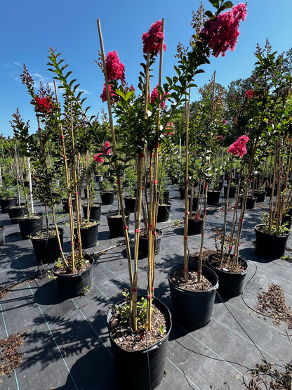 Multi Crape Myrtles 15 & 30 Gallon