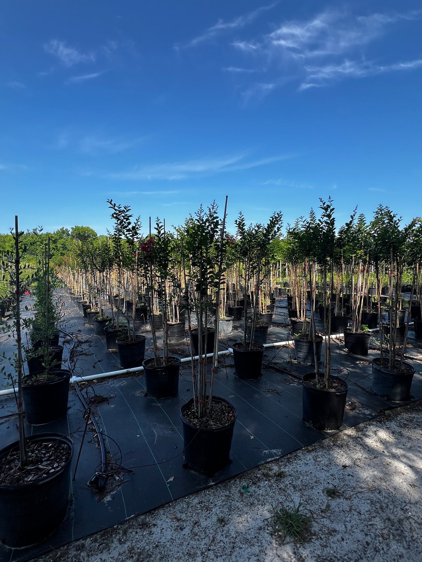 Multi Crape Myrtles 15 & 30 Gallon