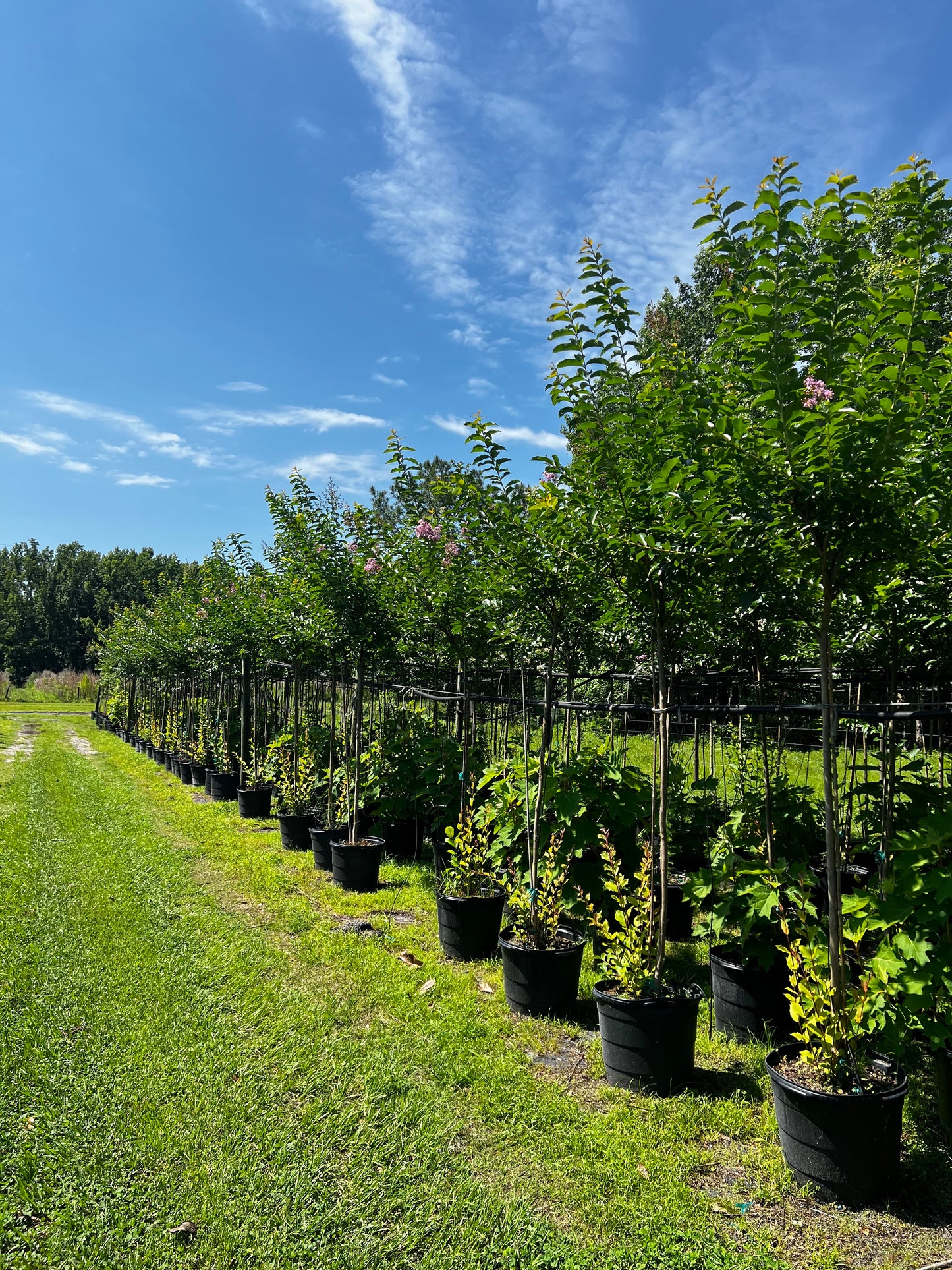 Standard Crape Myrtles 15, 30 & 45 Gallon