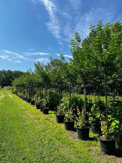 Standard Crape Myrtles