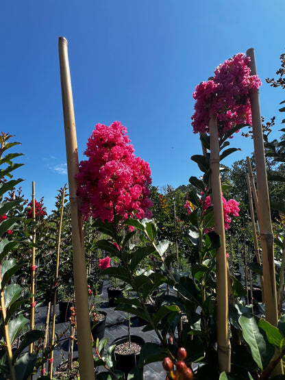 Multi Crape Myrtles 15 & 30 Gallon